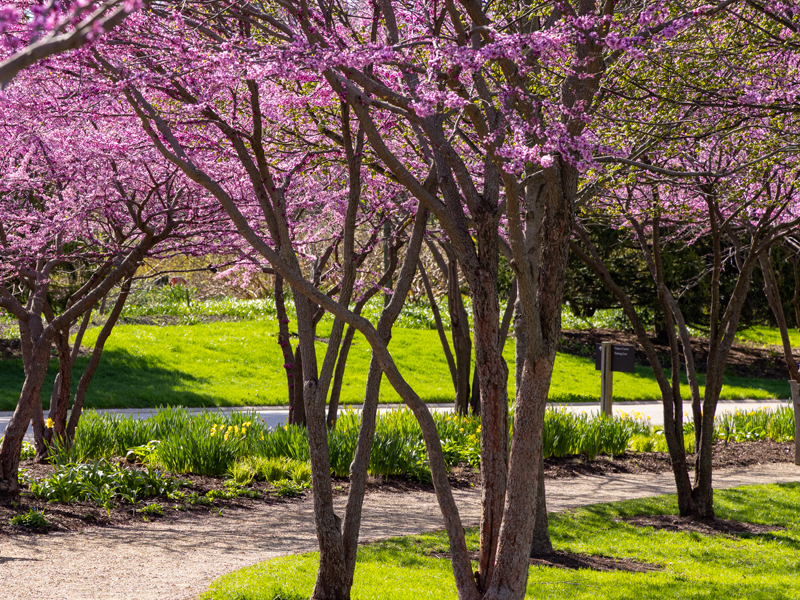 spring Redbuds
