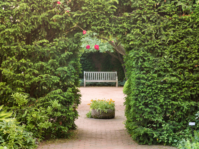 English Garden hedges