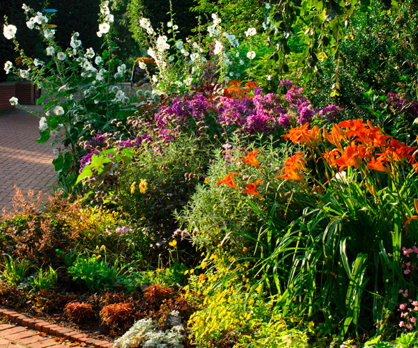 many plants