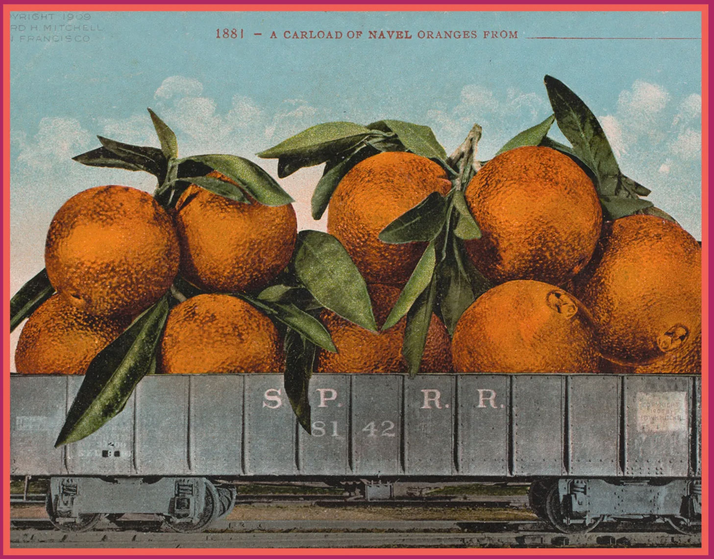 peach newberry