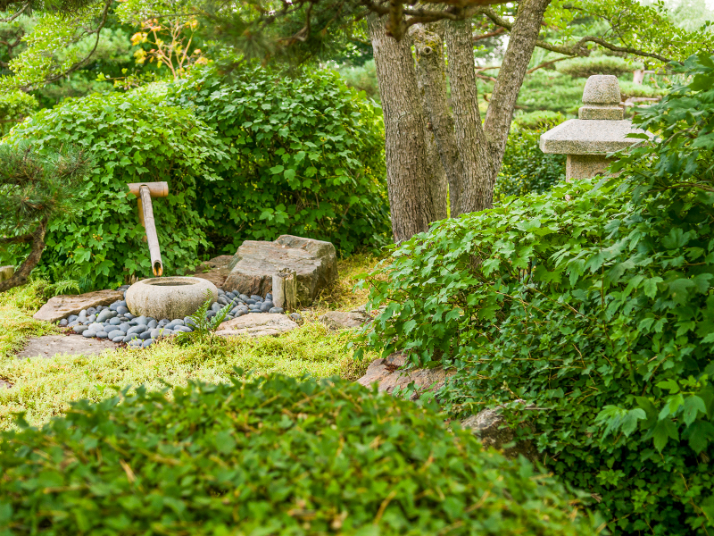 dry garden
