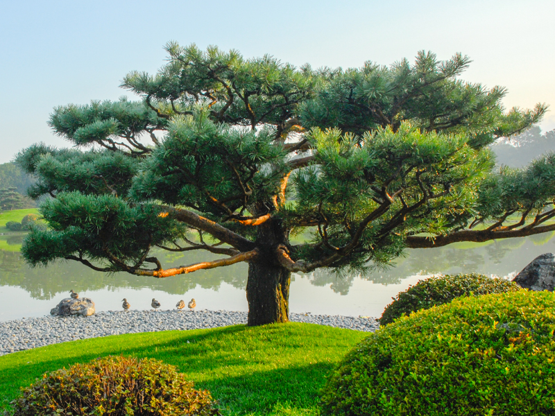 pine tree
