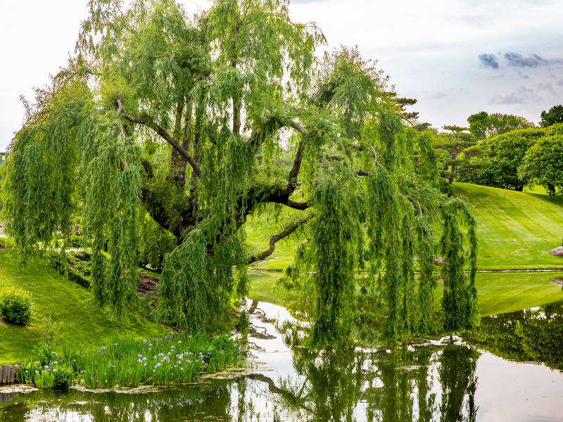 Willow tree