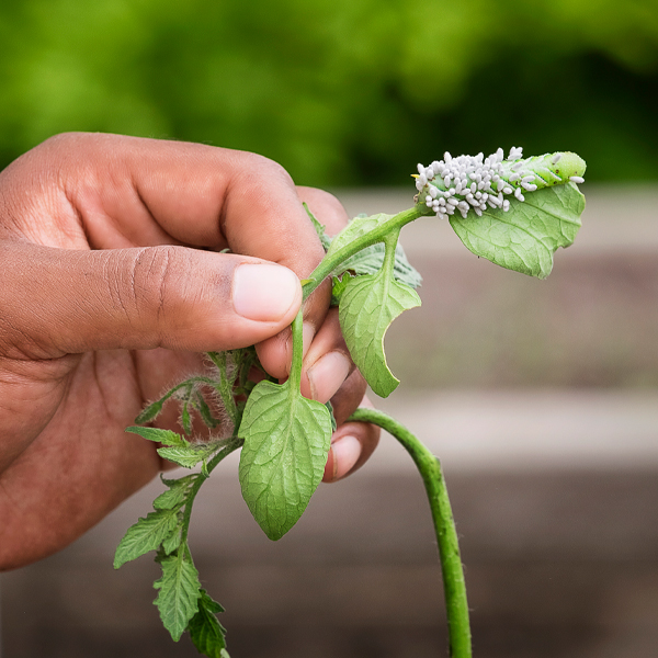 hornworm caterpillar