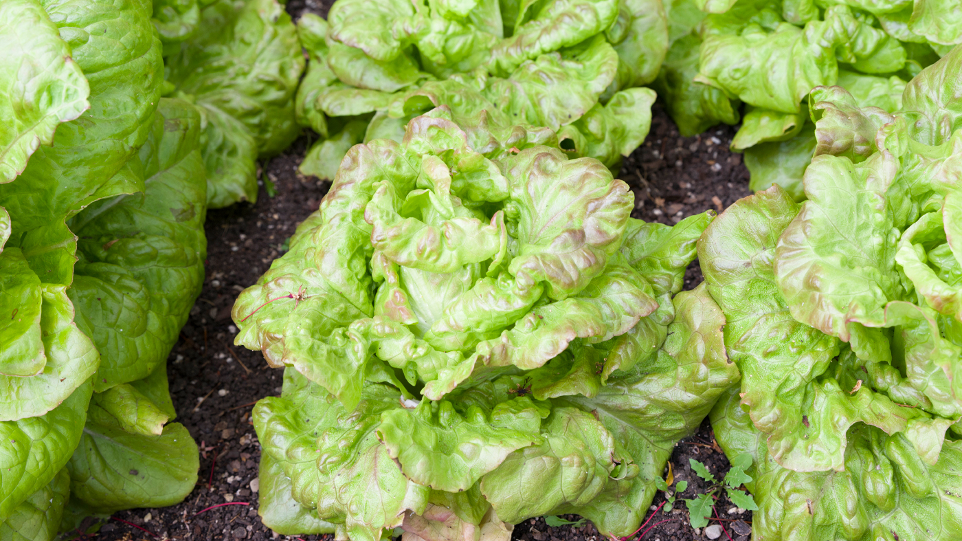 lactuca sativa 'Indiana Amish'