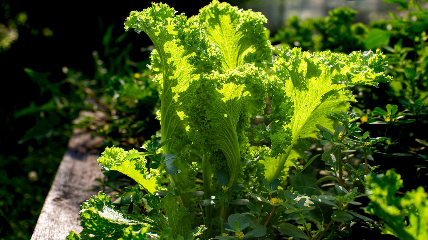 lettuce sunny spot