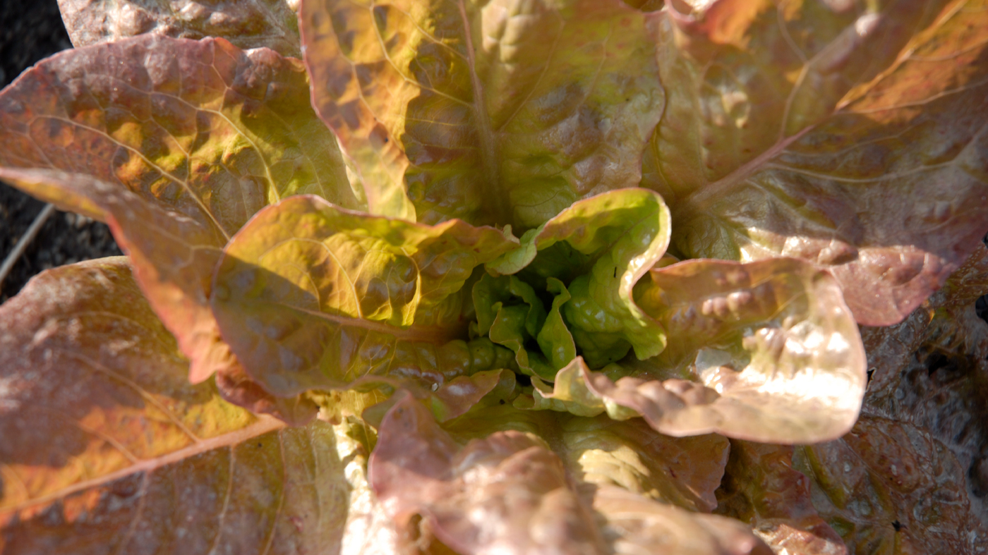 romaine lettuce lactuca sativa de morges braun 2