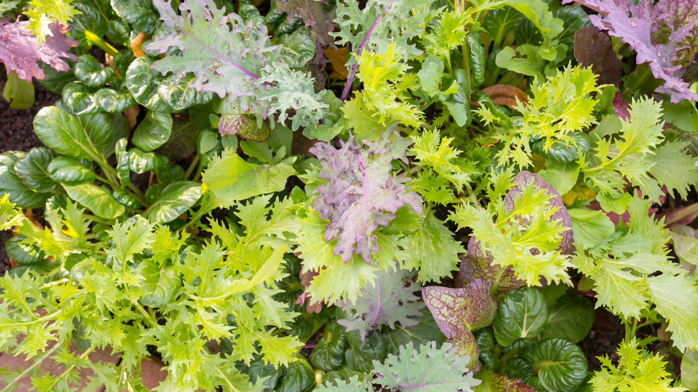 lettuce