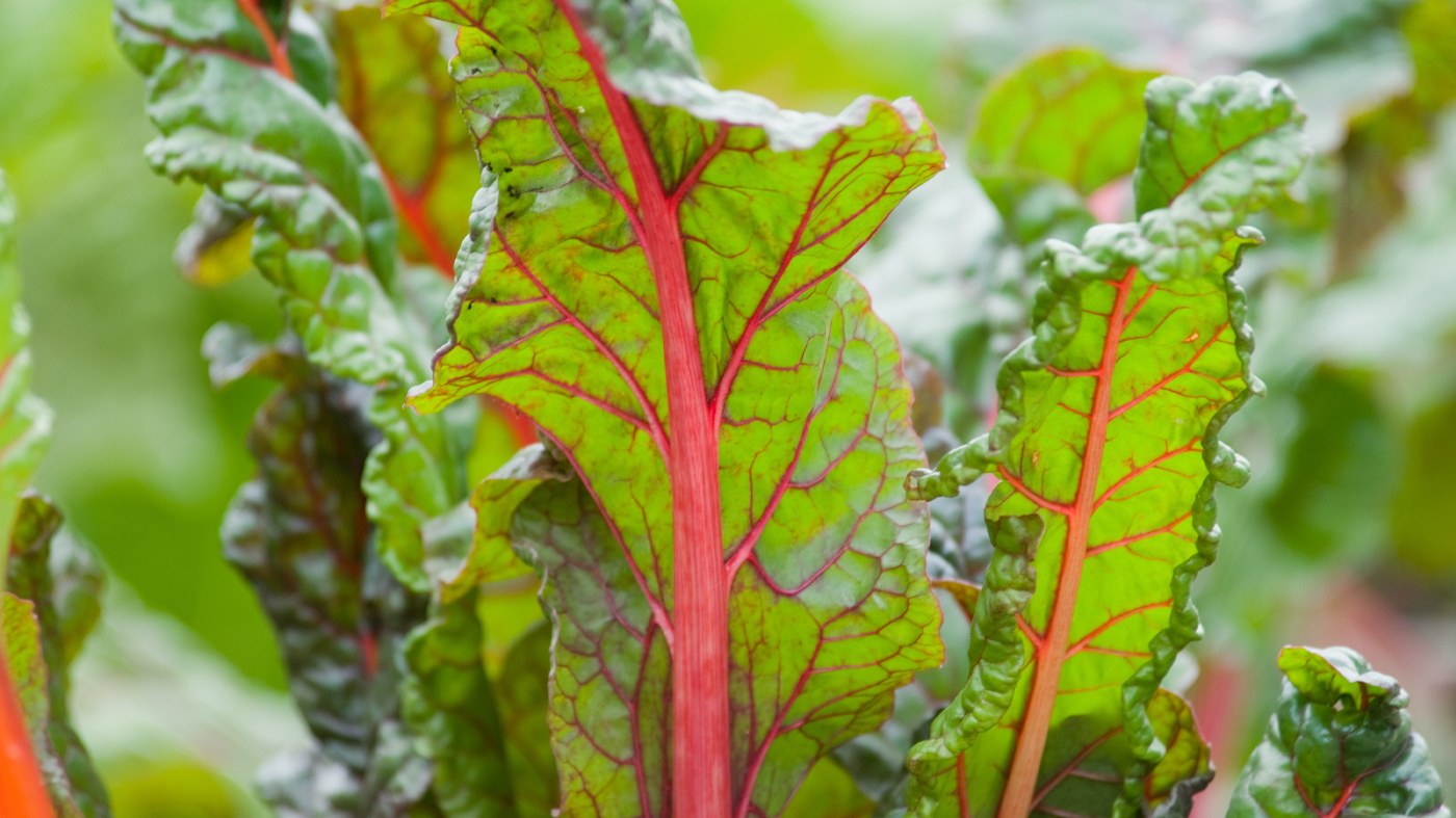 chard