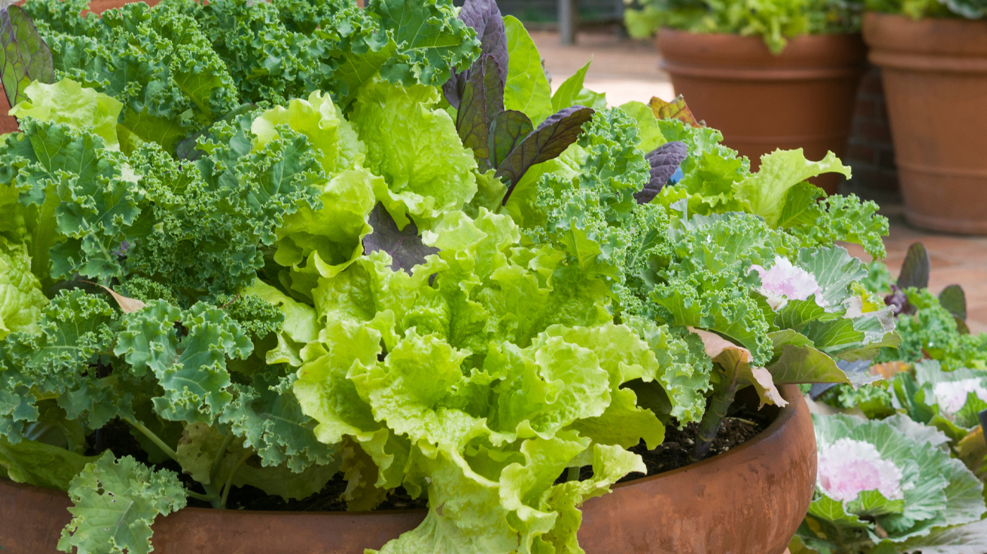 Fruit and vegetable