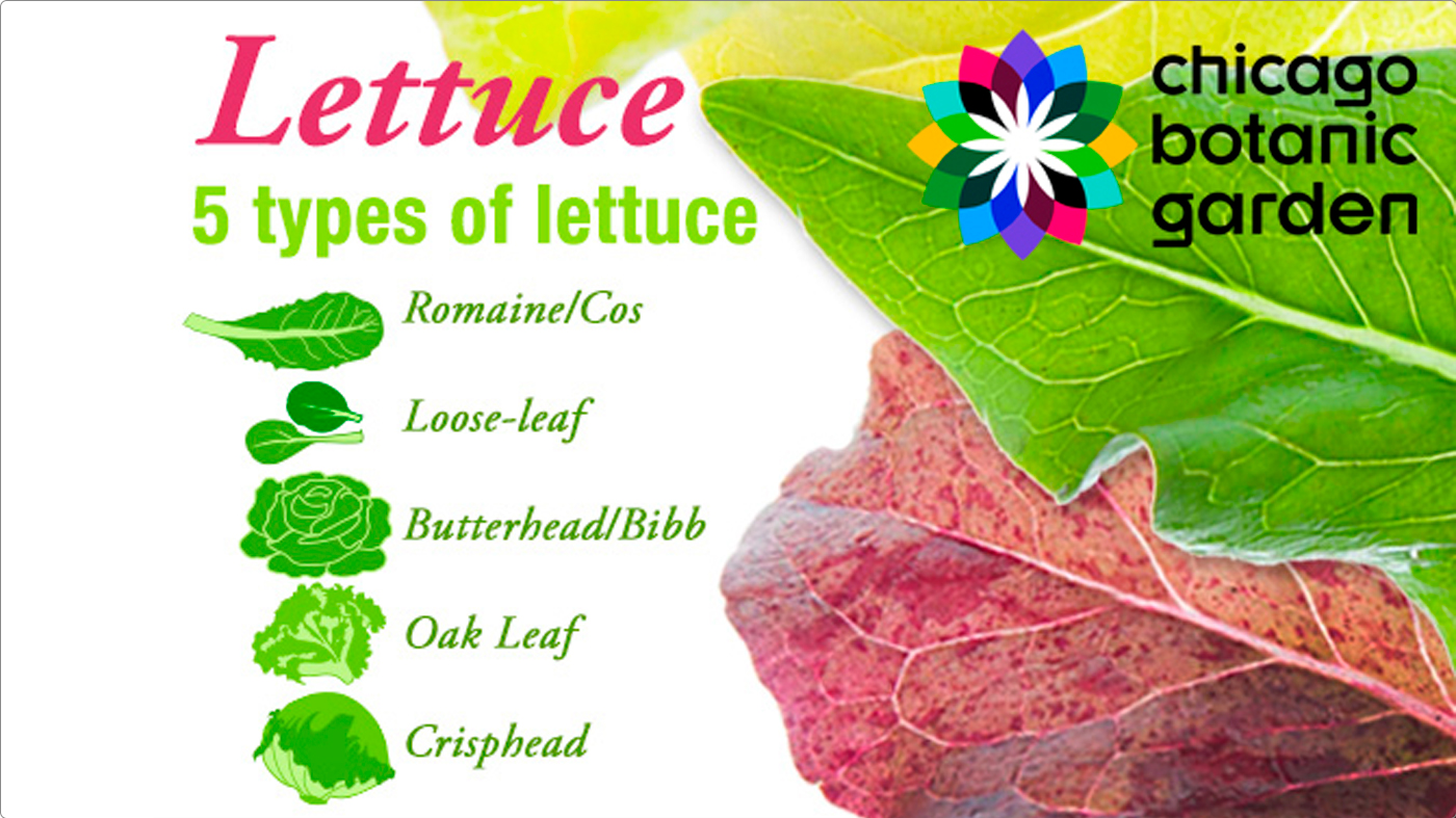 lettuce infographic