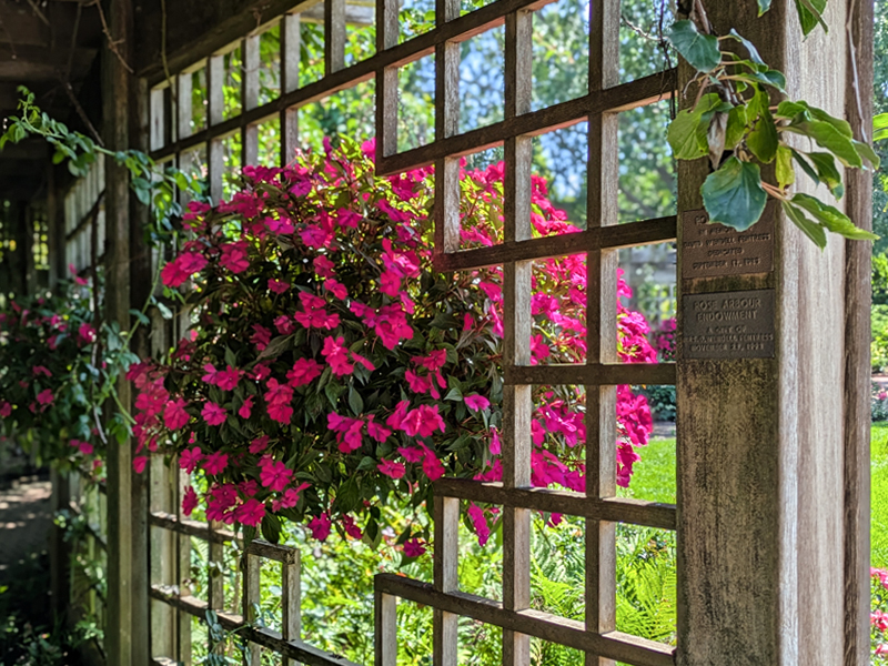 arbor with hanging rose basket