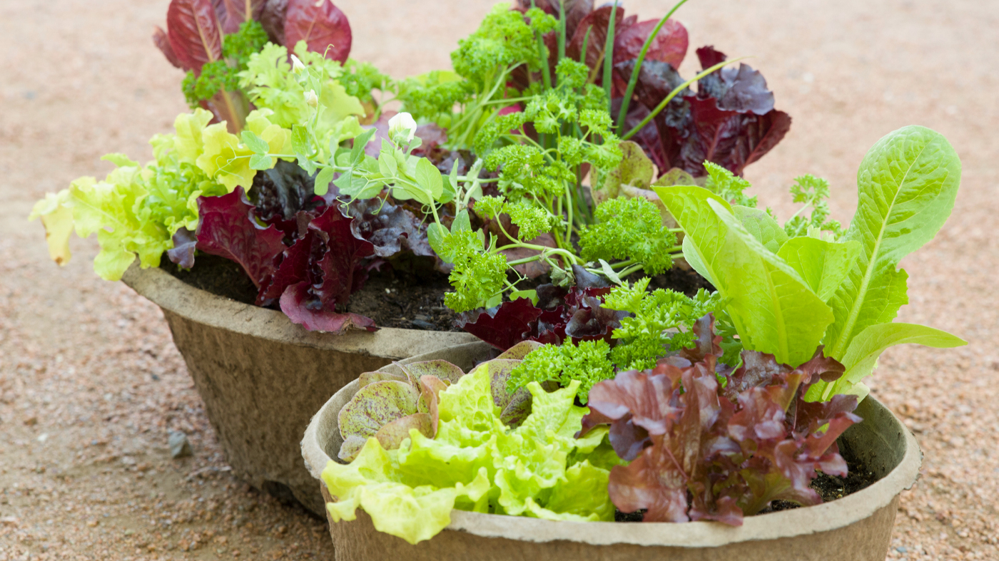 Edibles for Containers