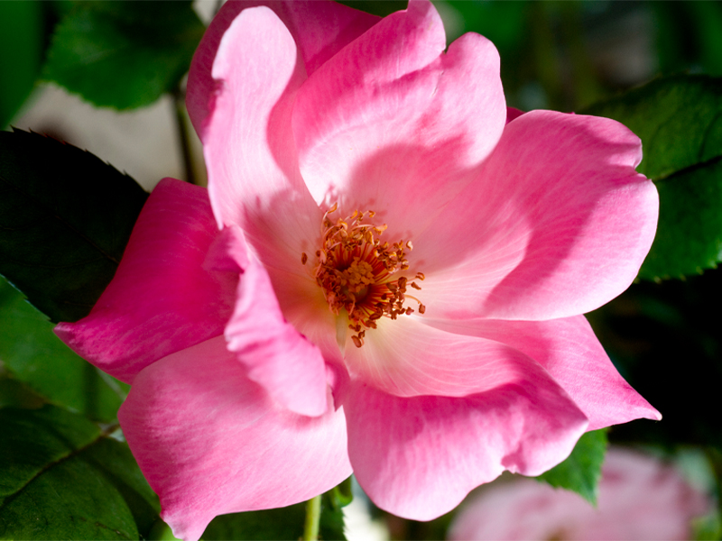 Knock Out Rose