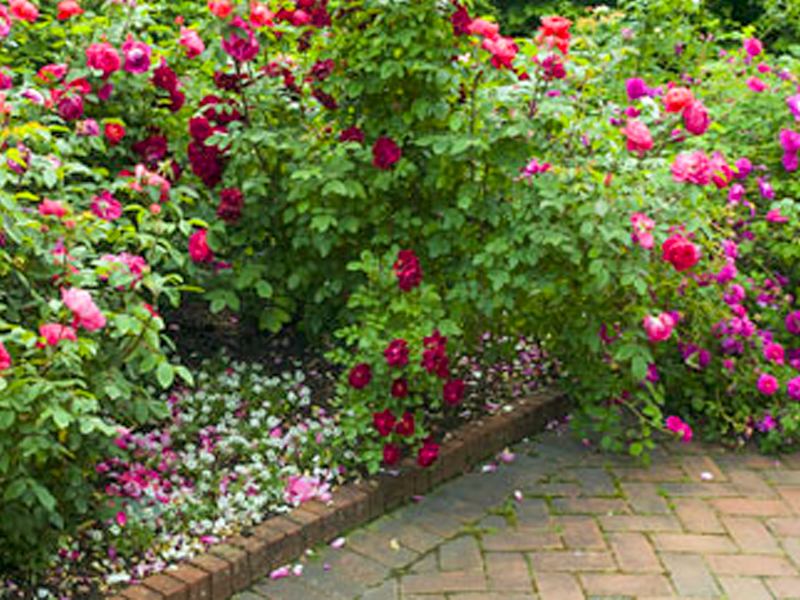 old rose garden