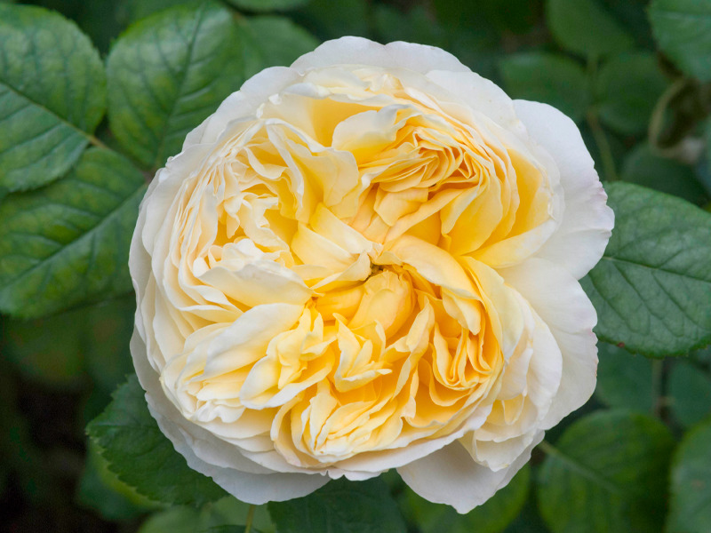 rosa 'auspeet'