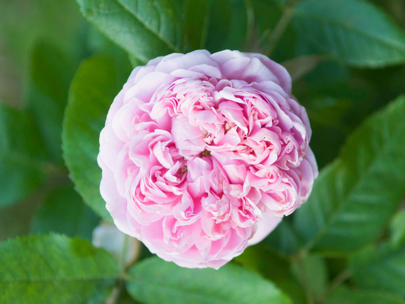 rosa x damascena