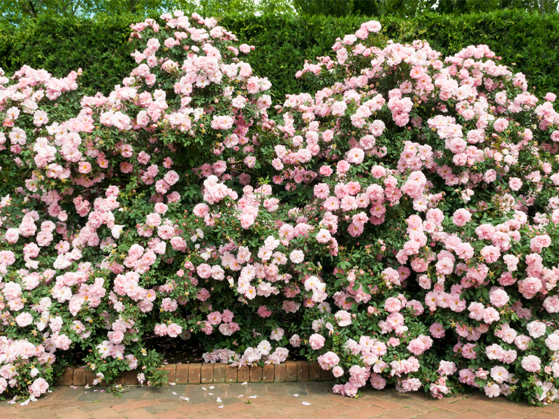 rose garden