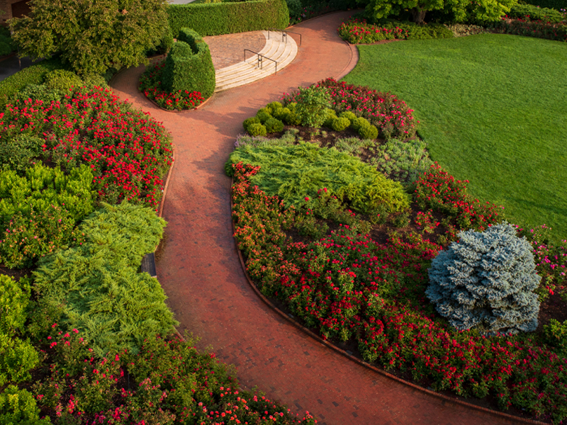 companion plants