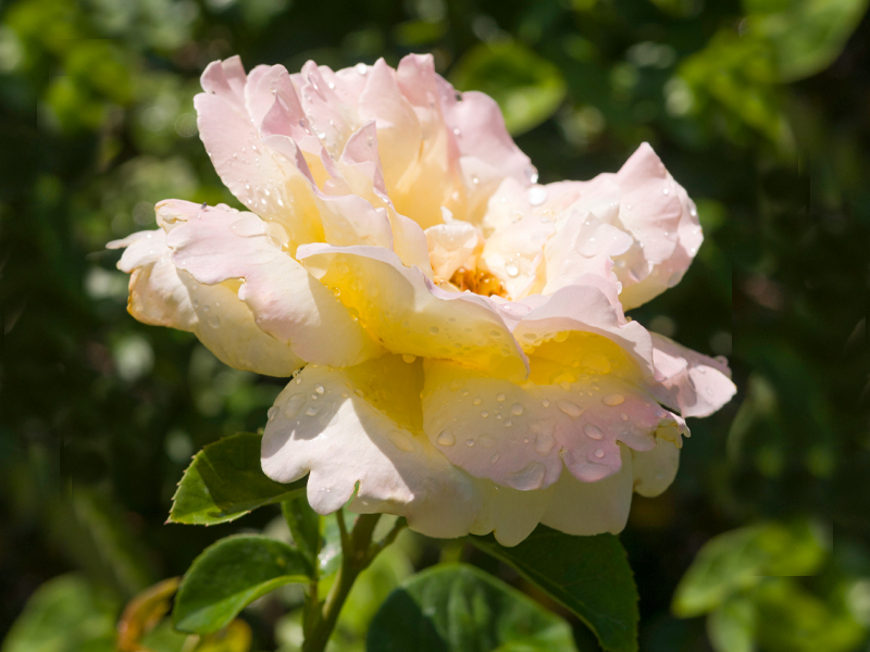 Peace rose