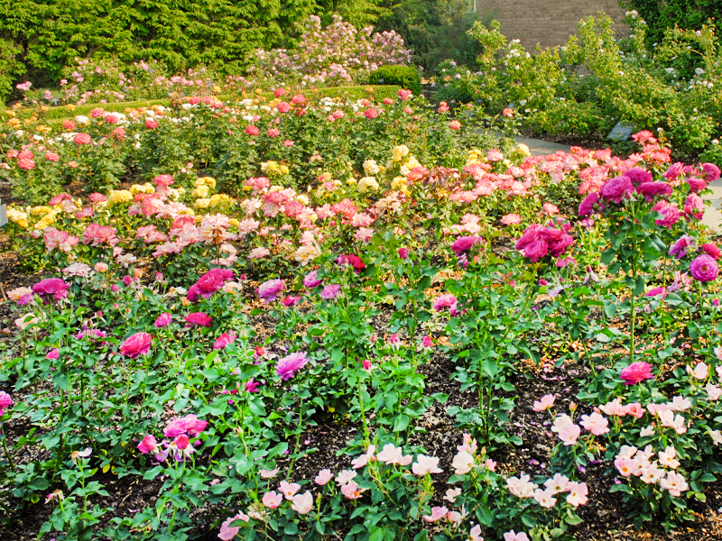 Rose types