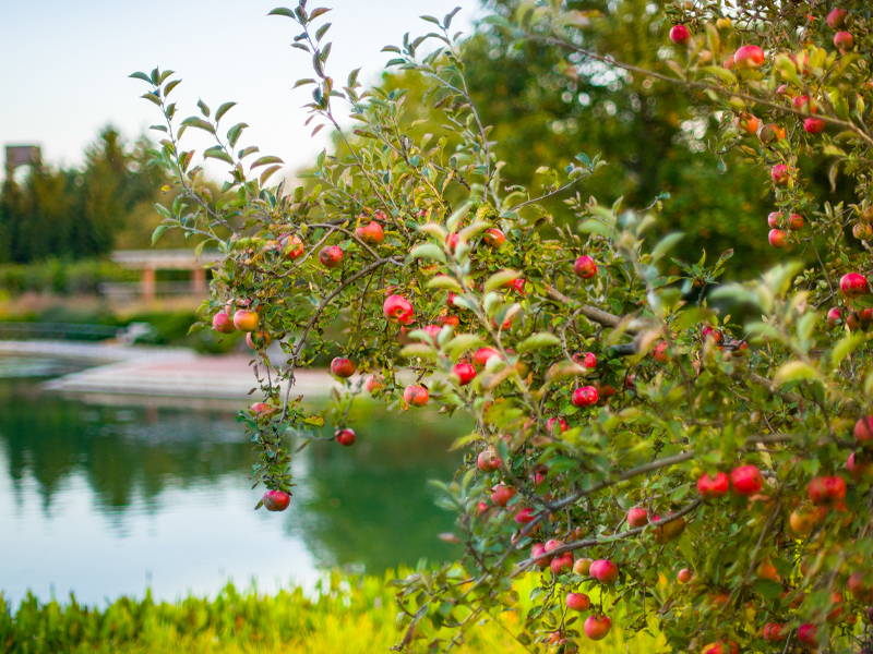 apples