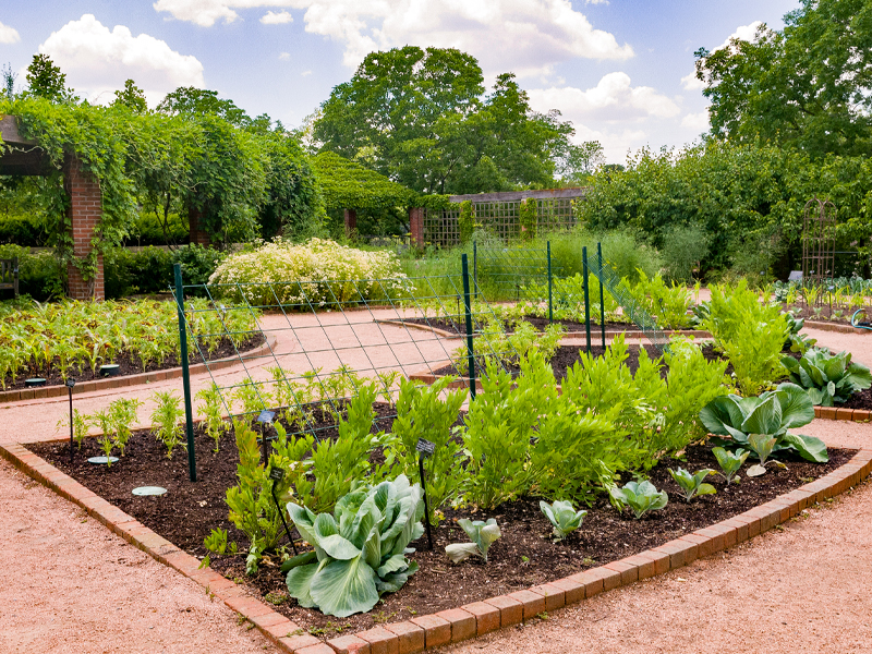 Fruit and Vegetable farming