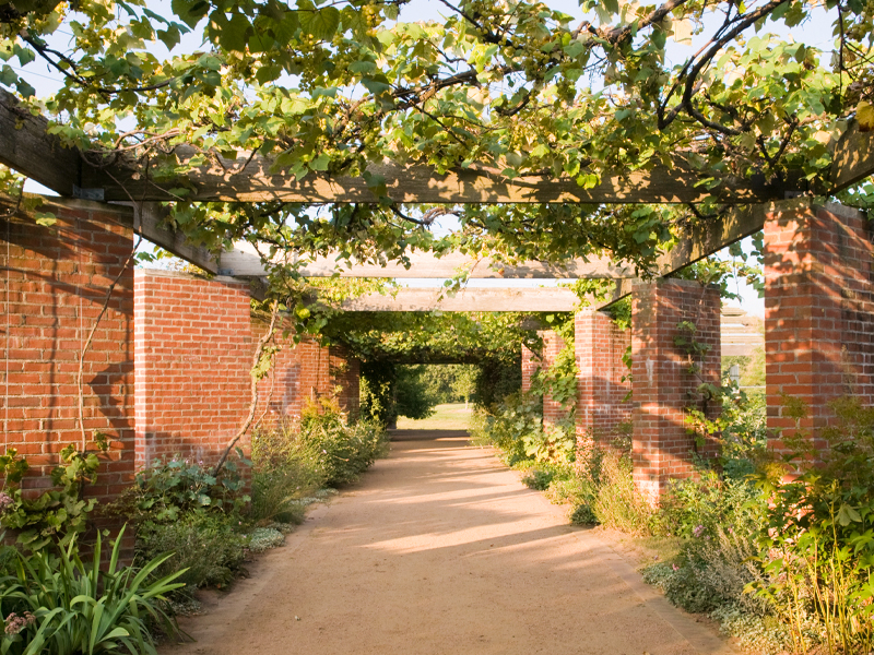 Grape vines