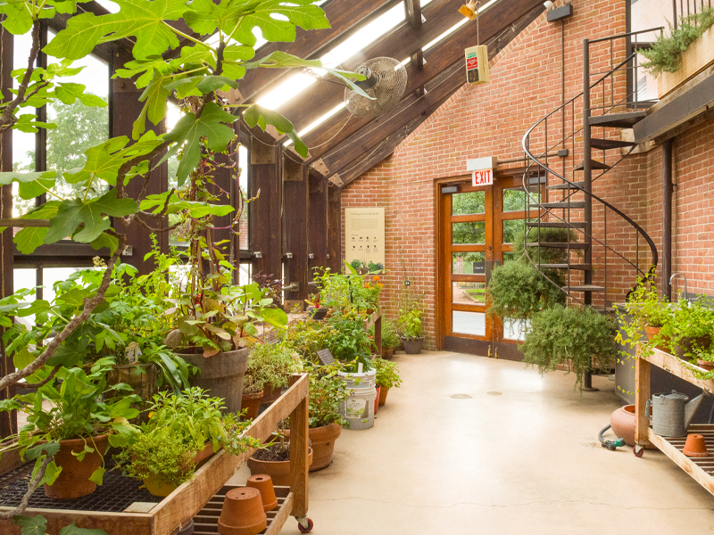 Food and Vegetable greenhouse