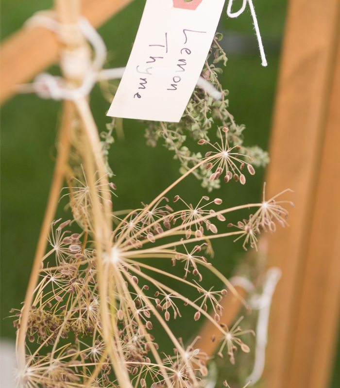 Lemon Thyme