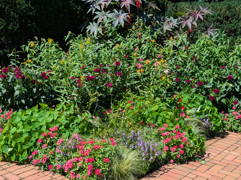 september flowers