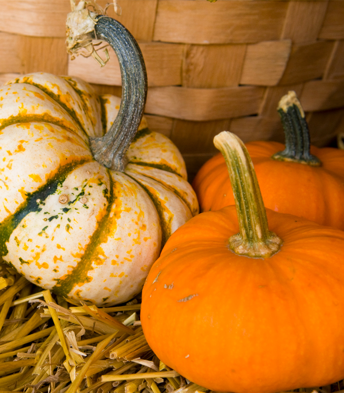 pumpkins