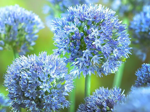 Allium