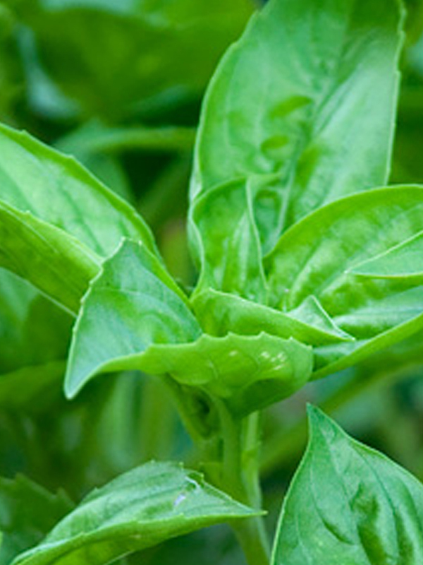 basil