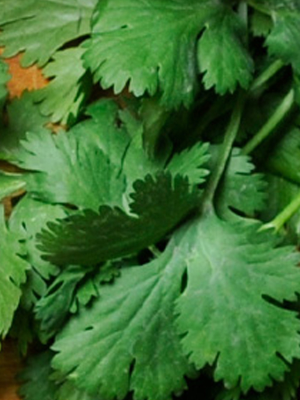 Minty Cilantro with Rum