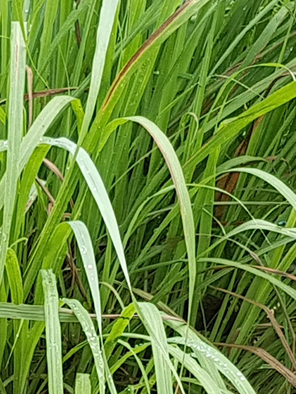 lemongrass