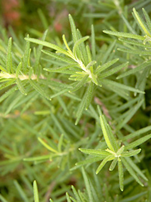 rosemary