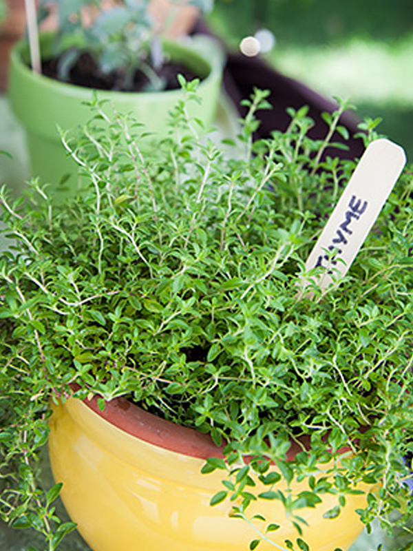 thyme