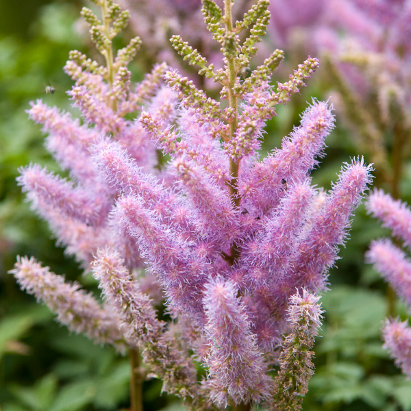 Astilbe chinensis var. pumila