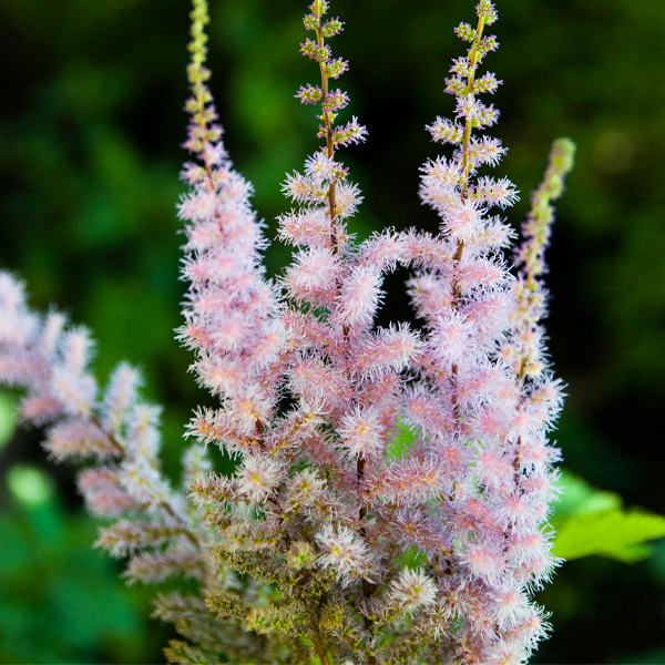 Astilbe chinensis var. davidii