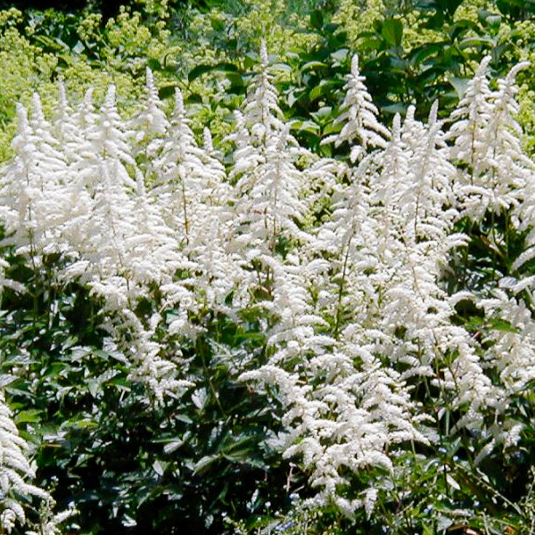 Astilbe Japonica False goat