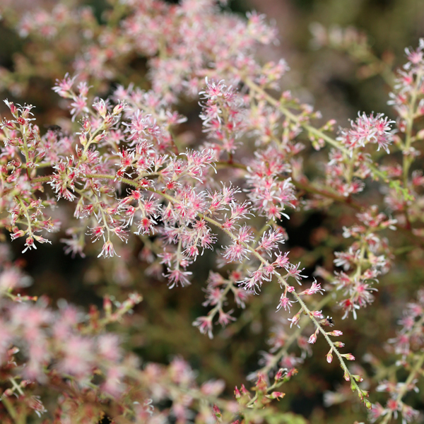 Astilbe simplicifolia 'Sprite'