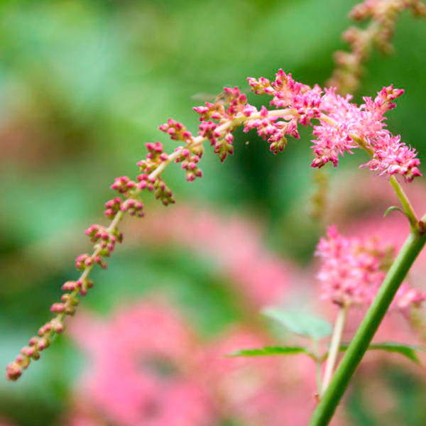 Astilbe thunbergil
