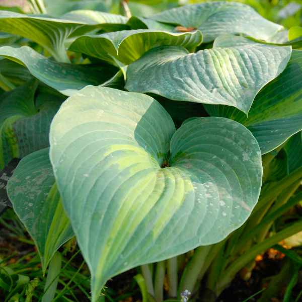 hosta