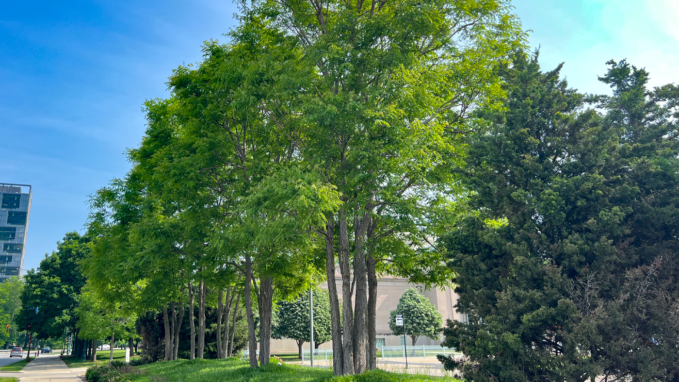 building with trees