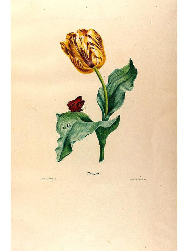 Études De Fleurs Et De Fruits