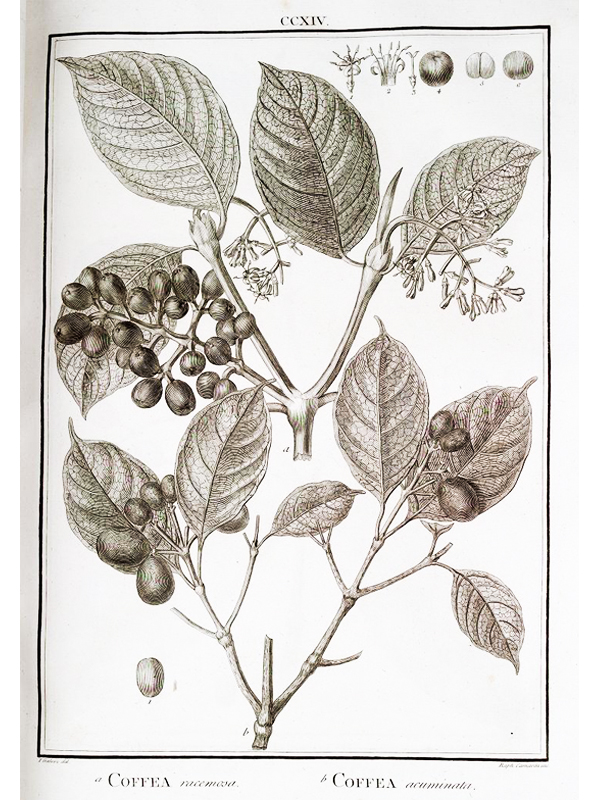South American coffee plant as illustrated in Flora Peruviana, et Chilensis
