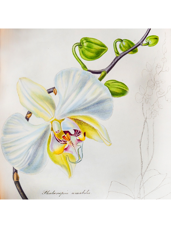 Rare Books - Orchid