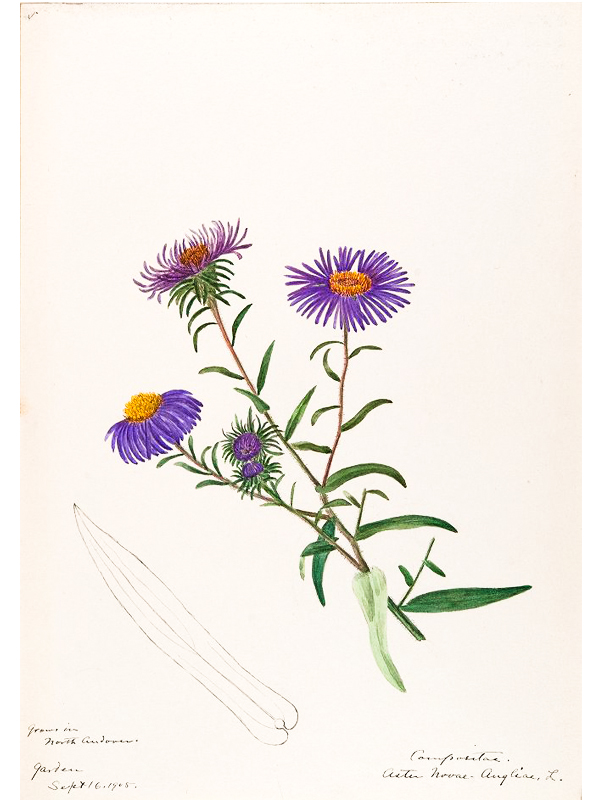 New England Aster