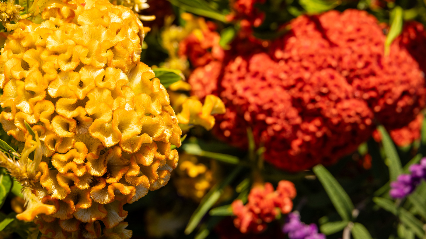 Celosia